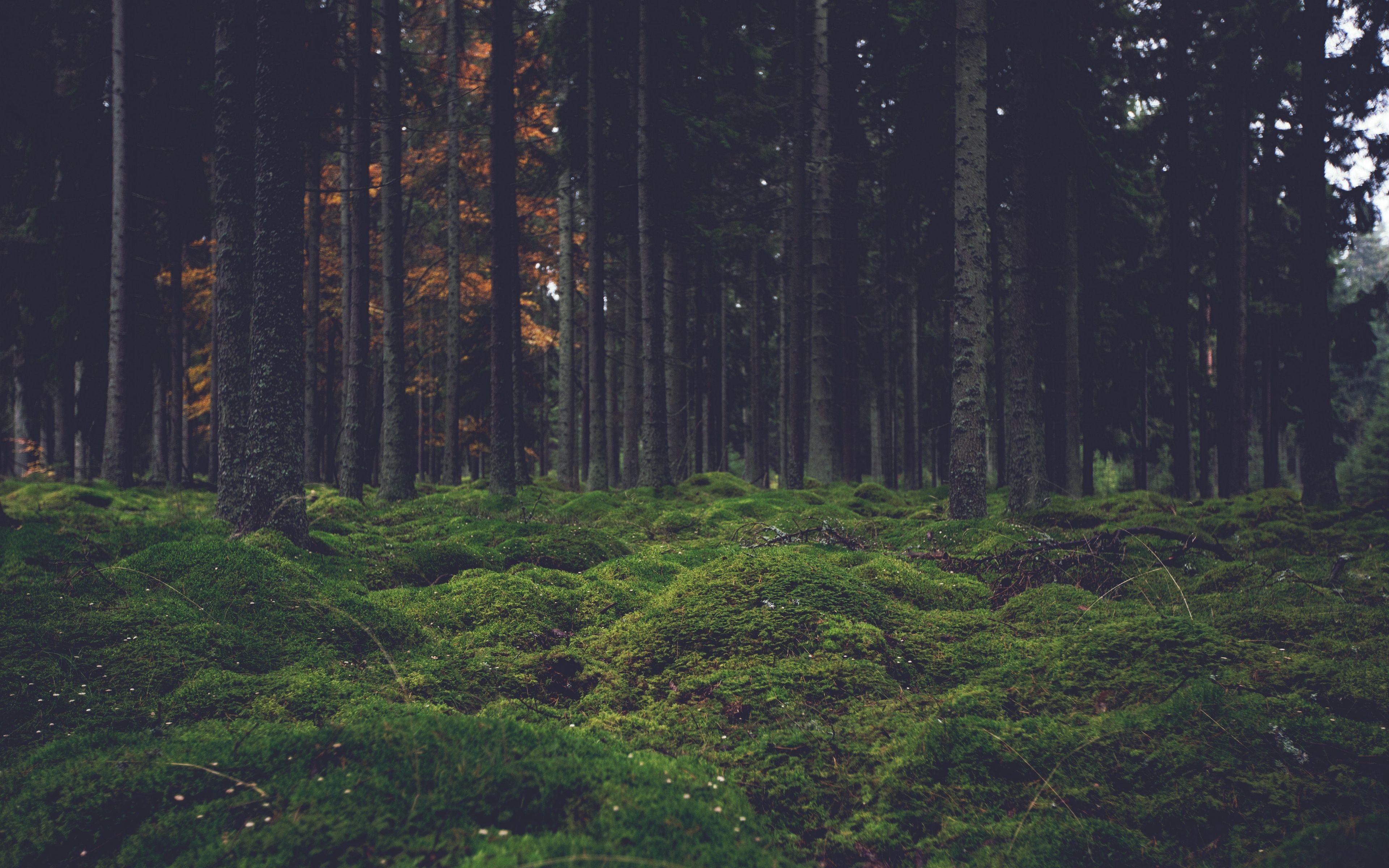 Pines